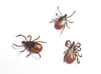Three female Blacklegged ticks