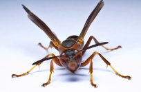Paper wasp front view no text