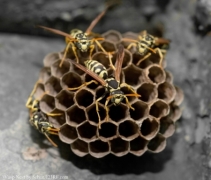 22148529 - wasps on comb