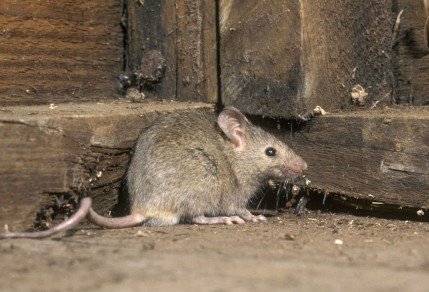 24683775 - house mouse, mus musculus, single mammal in shed, uk