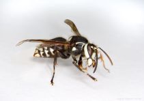 5267976 - a bald-faced hornet at rest clearly showing large mandibles