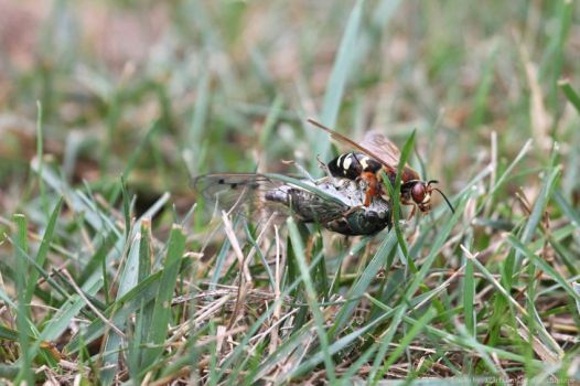 45488506 - cicada killer dragging a paralyzed cicada.